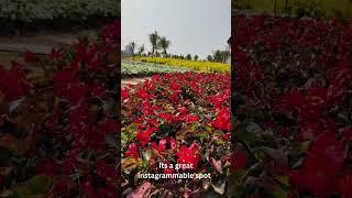 Instagrammable Flower Garden in Tay Ho, Hanoi #shorts