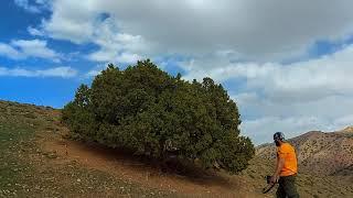 nature of iran - amazing trees with more than 1500 years old - root - juniperus