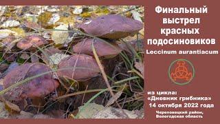 Финальный выстрел красных подосиновиков. Leccinum aurantiacum. Дневник грибника 14 октября 2022 г.