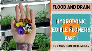 How to for Edible Flowers - Part 1 |  Hydroponics | Indoor Gardening |  Indoor farming