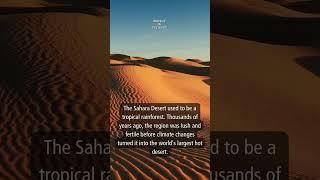 Today's Insight: Sahara #shorts #facts #insight #infomation #knowledge #daily #sahara #desert