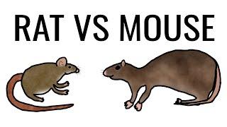 Rat vs. Mouse: What's the difference?