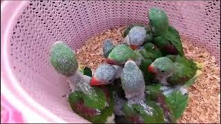 Lalukhet birds market latest update of exotic birds price 2024-01-23 || karachi Sunday birds Market