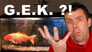 Koi in aquarium houden - Kan je koi in aquarium houden of niet? | Aquarium Sunshine Valley