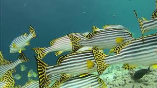Мальдивы - подводный мир - домашний риф отеля Ellaidhoo Maldives by Cinnamon.