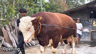 PECAH TELOR..!! sapi raksasa Kemalang menuju SUMILAND Farm 