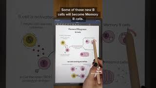 Humoral Response: B Cells #anatomy #anatomyandphysiology #biology #premed #physiology #microbiology