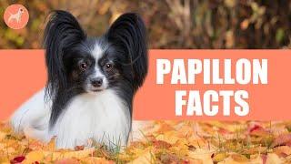 Papillon Dog Breed: 10 Amazing Facts You Must Know