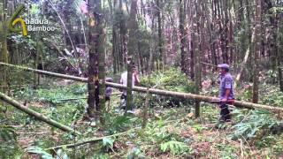 Guadua Bamboo Harvest and Treatment Process