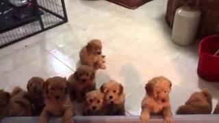 Joystar apricot miniature poodle puppies