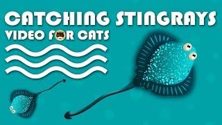 CAT GAMES - Catching Stingrays. FISH VIDEO FOR CATS.