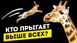 Кто прыгает выше всех?