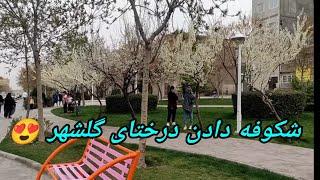 شکوفه های درخت تو فصل زمستانMashhad city  #golshahr #گلشهر #walking #بهار