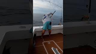 #offshorefishing #offshore #mahi #ocean #shorts