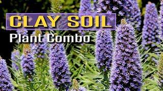 Plant Combo for Clay Soil