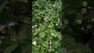 Зубной порошок как народное средство от долгоносика