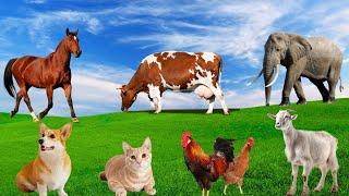 Beautiful Animal Moments - Horse, Cow, Elephant, Goat, Cat, Dog, Chicken - Animal Sounds