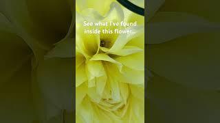 See what I’ve found inside this Dahlia Pinnate flower!