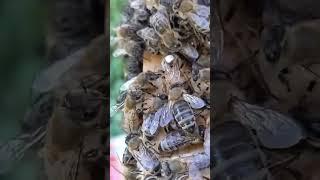 замена матки старой на молодую, 100% прием через 5 минут.#матки#пчелы#100%#