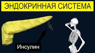 Эндокринная система за 2 минуты | Какие гормоны выделяют? | Medanatfarm