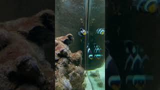 Mocha Clownfish
