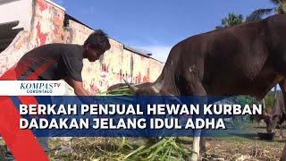 Berkah Penjual Hewan Kurban Dadakan di Kota Gorontalo Hingga Beri Peluang Kerja Bagi Warga Sekitar