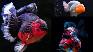 International Goldfish Show 2024 | Goldfish Show Thailand | Goldfish Show philippines | 2024