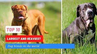 Top 10 largest and heaviest dog breeds in the world