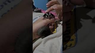 sleeping baby sugar glider (joey) #fypシ #shortvideo #shorts #pet #cuteanimals