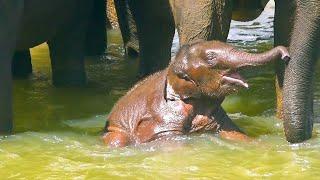 This Baby Elephant's Bath Time is Epic!