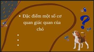 Chia Sẻ Kiến Thức | Đặc điểm một số cơ quan giác quan của chó