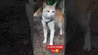 Isn't he cute  subscribe plz ️