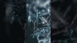 AI on Cryonics (What is Vitrification)
