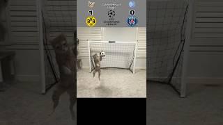 Cat Goalie - Dortmund Vs PSG | 2024 UEFA Semi Final Aggregate #cat #goalie #fyp