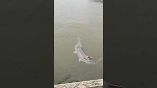 Ловля веслоноса США! Рыбалка на веслоноса #hunting  #рыбалка #рыбалкаиохота