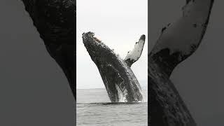 Whale  jumps out of water! #shorts