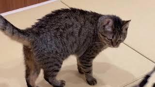 虎斑貓玩逗貓棒，逗貓棒玩貓？Tabby cat playing with a cat stick, a cat stick playing with a cat？猫の棒で遊ぶぶち猫、猫の棒で遊ぶ猫の棒