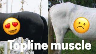 Topline muscle development of the horse