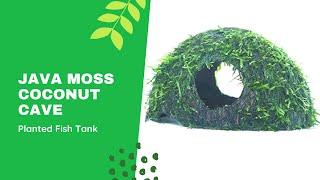 Unboxing Java Moss Coconut Cave - BunnyCart