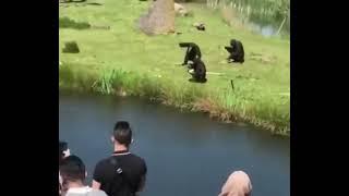 Monkey gets hit in the head with banana.