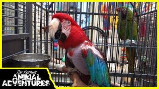 Meet these ADOPTABLE RESCUED PARROTS!