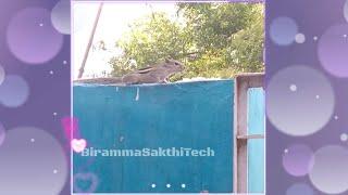 Squirrel is eating food in my home II BirammaSakthiTech