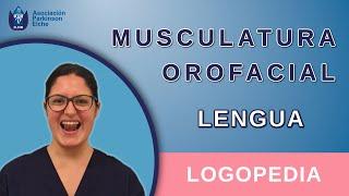 Musculatura Orofacial - Lengua | Logopedia