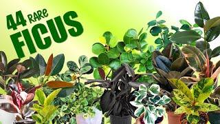 44 FICUS SPECIES PLUS SHOUT OUT TO MY AWESOME COMMENTATORS | HERB STORIES