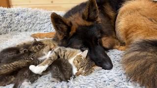 Gentle German Shepherd Helps Mama Cat Babysit Her Kittens