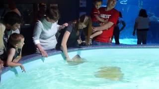 Stingray Attack