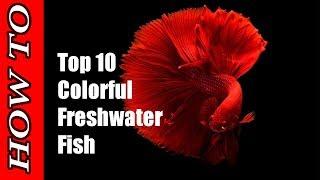 TOP 10 MOST COLORFUL FRESHWATER FISH