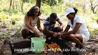 How to make feni~ Goa's local drink