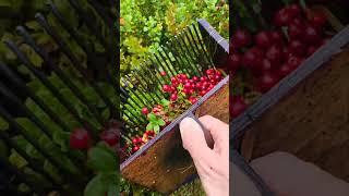 Lingonberry picking in Sweden forest #harvesting #sweden #cowberry #cranberry #lingonberry