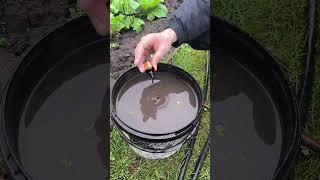 Чеснок с кулак!#shorts #дача#огород#урожай#грядки#сад #lifehacks #совет